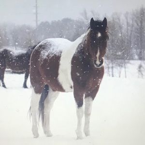 Meet your Posher, Jessie